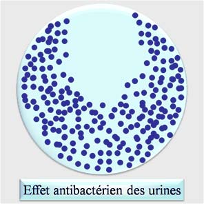 Effet antibactérien des urines