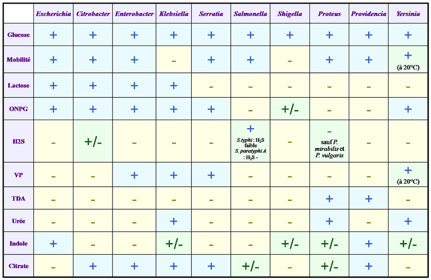 Critères biochimiques des Entérobactéries