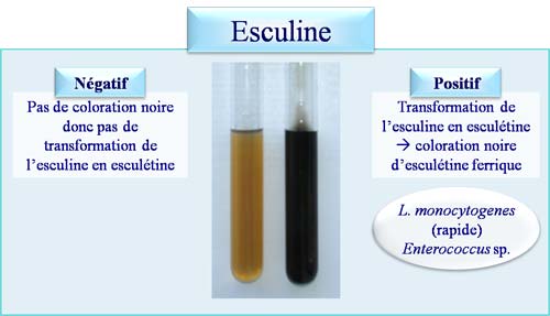 Esculine
