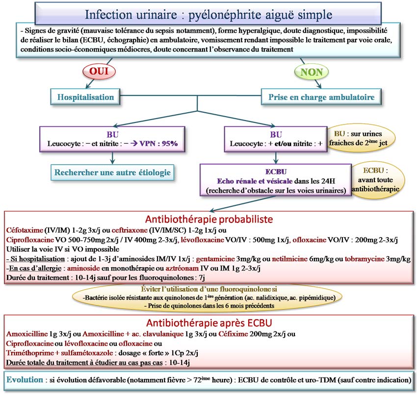 Traitement de la pyélonéphrite simple