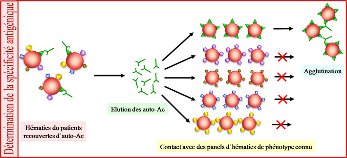 Détermination de la spécificité antigénique