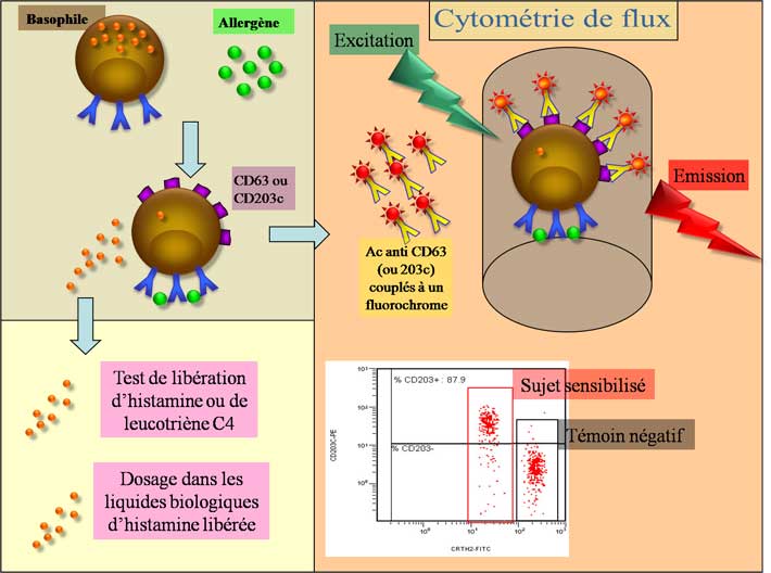 Tests d'activation du basophile