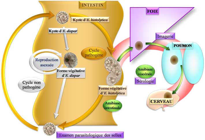 cycle Entamoeba histolytica