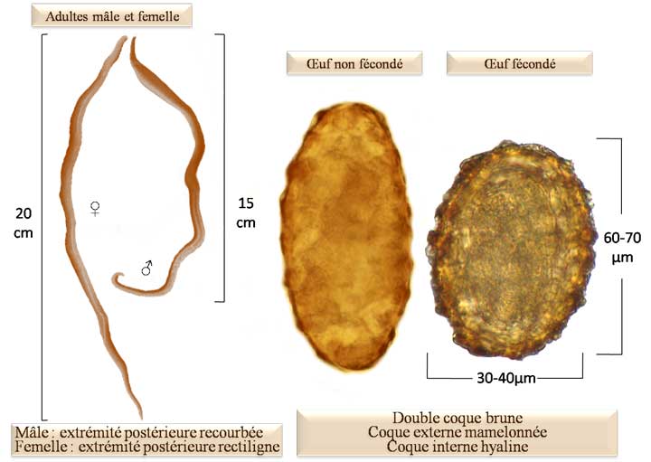 Ascaris lumbricoides