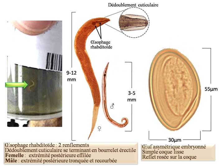 Enterobius vermicularis (oxyure)