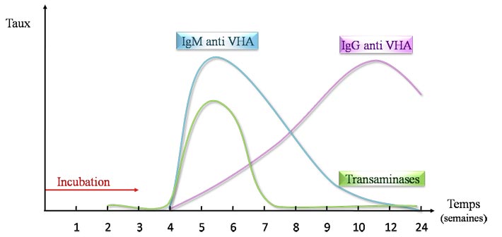 Sérologie VHA